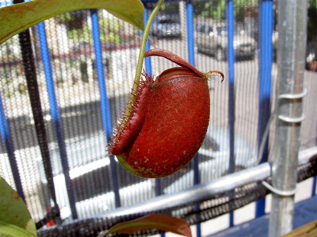 Nepenthes ampullaria 'Cantleys Red' 1